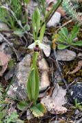 Ophrys annae